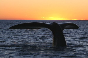 Southern Right Whale