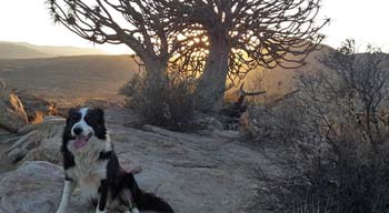 Sperrgebiet Lodge, Springbok
