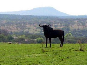 Spion Kop Lodge