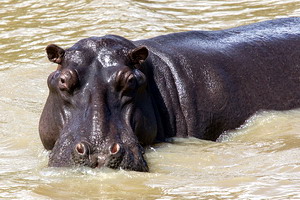 Hippo photo CC-by-SA Petter Lindgren