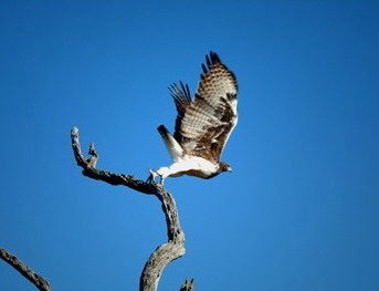 Tanda Tula Safari Camp