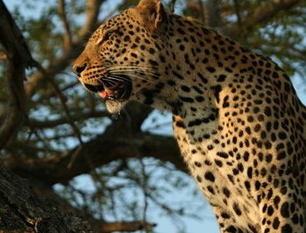 Tanda Tula Safari Camp