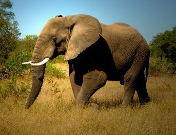 Tanda Tula Safari Camp