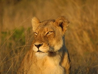 Tanda Tula Safari Camp