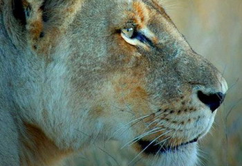 Tanda Tula Safari Camp