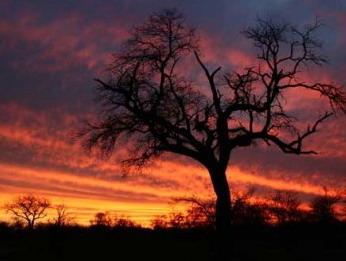 Tanda Tula Safari Camp