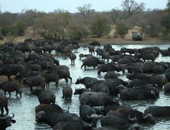 Tanda Tula Safari Camp