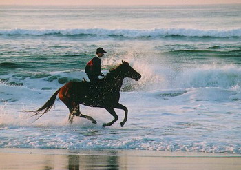 Horse riding on the beach
