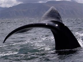 The Marine Hermanus
