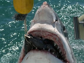 Great White Shark, Gansbaai