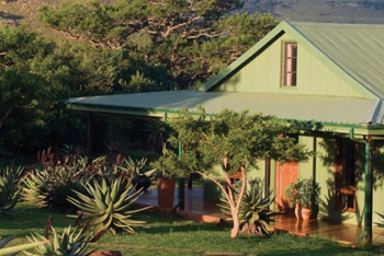 Three Trees At Spioenkop, Bergville