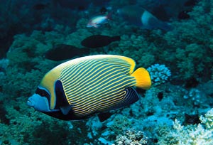 Snorkeling in South Africa