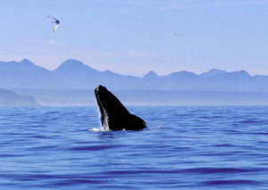 Humpback whale