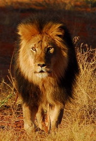 Tswalu Kalahari Reserve, Kuruman