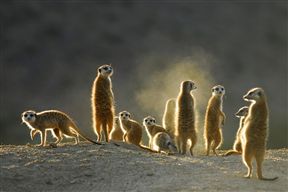 Tswalu Kalahari Reserve, Kuruman