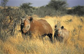 Tswalu Kalahari Reserve, Kuruman