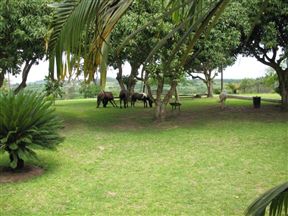 Umfolozi Riverlodge & Bird Park, Mtubatuba