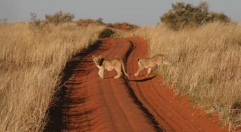 Xaus Lodge - Kgalagadi Transfrontier Park