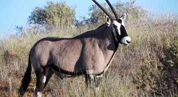 Xaus Lodge - Kgalagadi Transfrontier Park