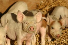 Zoutpan Struishuis Guest Farm