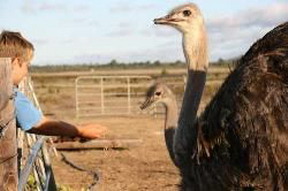 Zoutpan Struishuis Guest Farm
