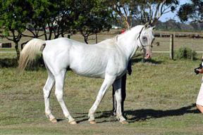 Zoutpan Struishuis Guest Farm